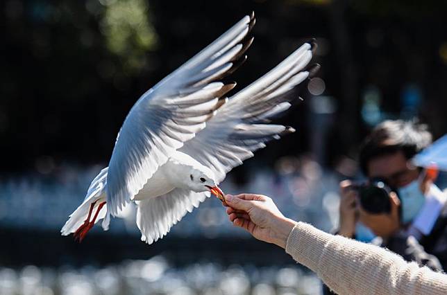 A citizen feeds a black-headed gull at Cuihu Park in Kunming, southwest China's Yunnan Province, Nov. 11, 2021. (Xinhua/Wang Guansen)