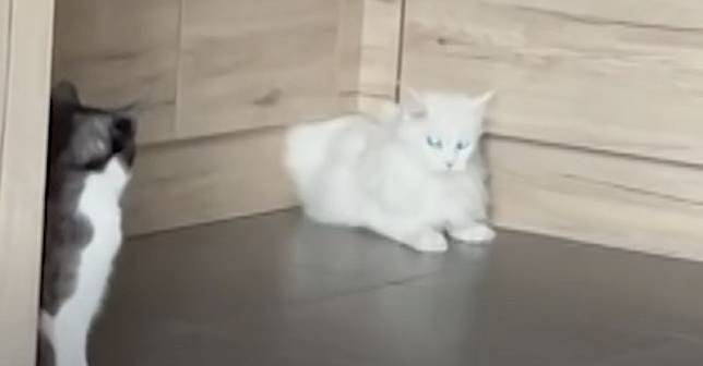 白貓梅洛菲（Mélofée）