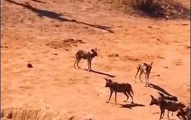 疣豬沙漠奔馳躲野狗獵食　下秒遭鱷魚扯下畫面怵目驚心