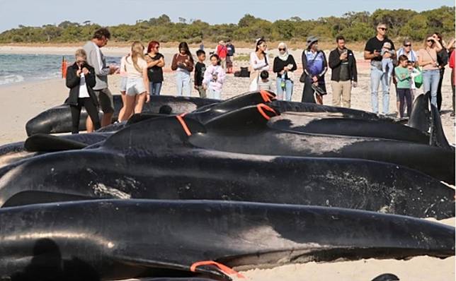 澳洲西部25日發生超大規模鯨魚擱淺事件，救援人員緊急搶救。