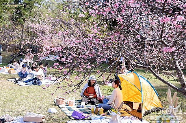 「花見新竹　和風賞花祭」賞花季吸引民眾席地而坐野餐(圖/新竹市政府　提供)