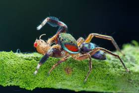 ▲生態環境組冠軍陳銘修-守蛛待獵