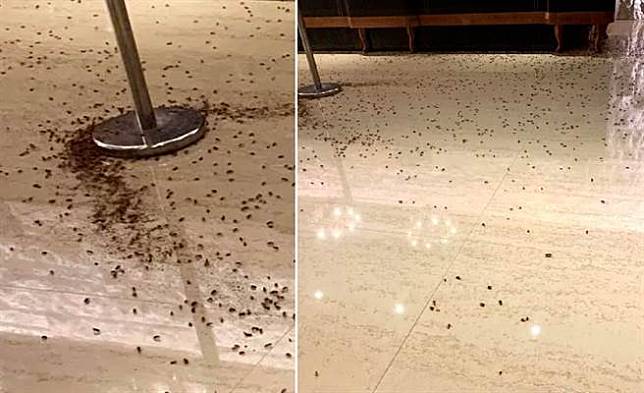 餐廳遭砸蟑螂，台北市議員王欣儀還原現場狀況，直呼恐怖。（圖／摘自王欣儀臉書）