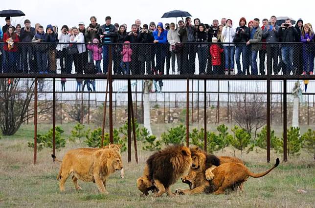 ▲克里米亞的泰甘野生動物園（Taigan Safari Park）近日發生一起死亡意外，園內的一位女性員工在打掃獅子棲地時忘記鎖上內門，結果遭3隻獅子攻擊，被活活咬死。（圖／美聯社／達志影像）