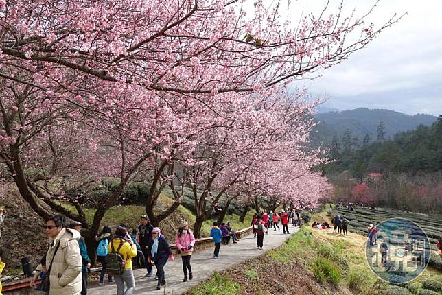 新竹縣司馬庫斯櫻花季因應防疫、交通等狀況，首年實施車輛網路登記，才能上山賞櫻。（示意圖，本刊資料照）