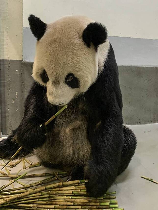 台北市立動物園大貓熊「團團」生病，病程發展快速，動物園與中國專家近日會見討論相關後續照管。(圖由動物園提供)