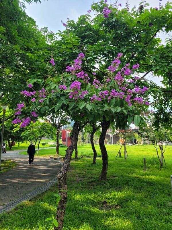 板橋音樂公園大花紫薇正值花季。 圖：新北市景觀處提供