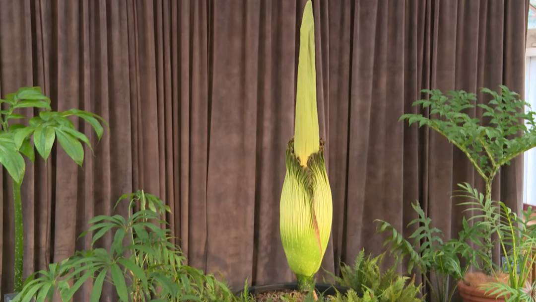 Sydney's Corpse Flower to Bloom After 15-Year Wait - News Directory 3