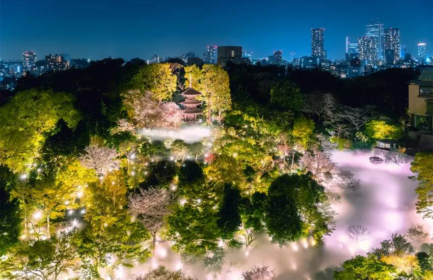 櫻花X雲海的夢幻共演！東京椿山莊飯店夜櫻雲海2月6日開幕，20種櫻花和粉紅霧氣打造仙境。 | Japan Walker | LINE TODAY
