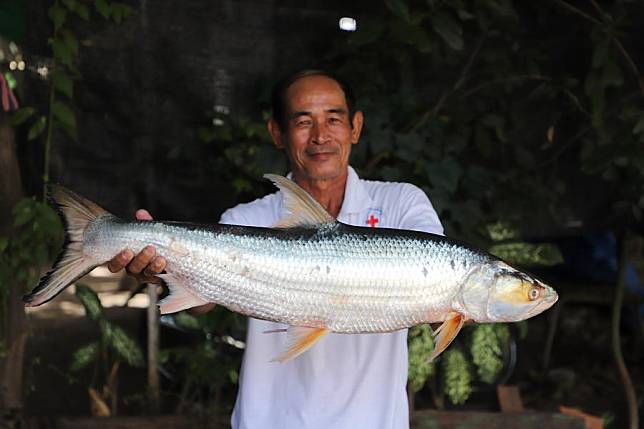 This undated photo shows a man displaying a giant salmon carp in Cambodia. (Chhut Chheana/Wonders of the Mekong/Handout via Xinhua)