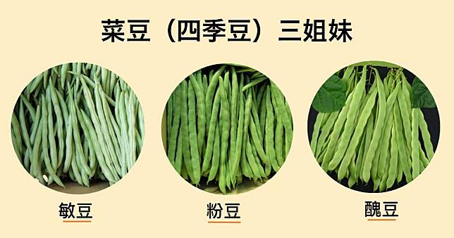 【菜豆秘密】正宗菜豆三姊妹─敏豆粉豆醜豆怎麼分？豇豆跟菜豆只是閨蜜，不是一家人