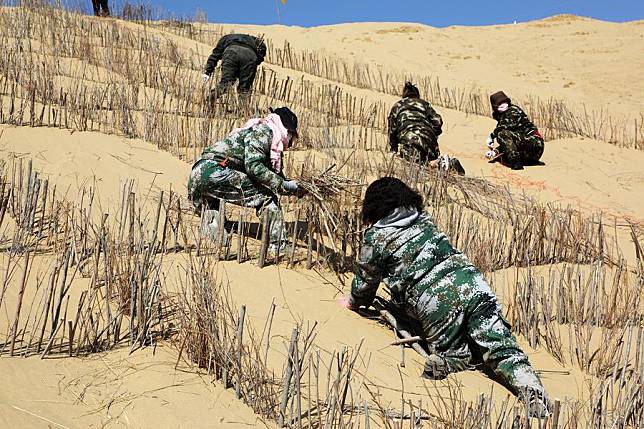 Workers build sand barriers in Kubuqi Desert in north China's Inner Mongolia Autonomous Region, March 13, 2024. (Xinhua/Li Yunping)