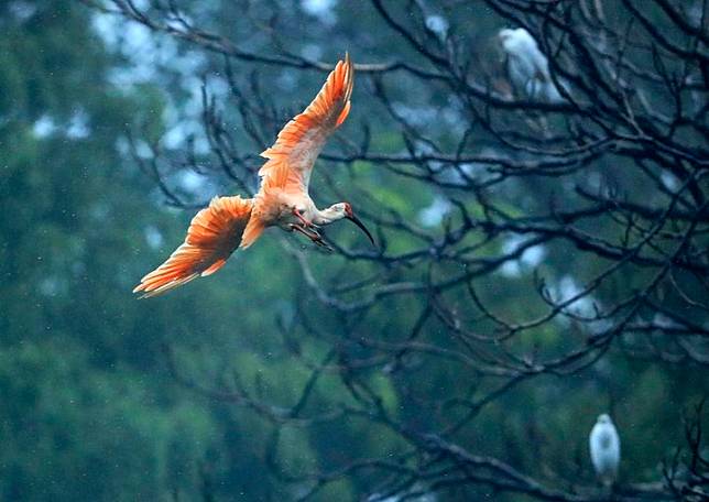 A crested ibis flies near Chenjia Village of Yangxian County, northwest China's Shaanxi Province, Aug. 1, 2020. (Xinhua/Lan Hongguang)