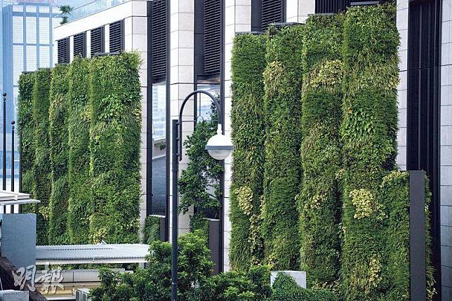 披上綠衣——垂直綠化替城市建設添衣，有降溫之效，也像搬了半個森林來城市。（鄧宗弘攝）