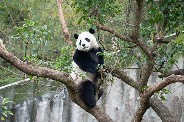 「圓寶」繼續朝著健康寶寶的方向邁進。圖：動物園提供