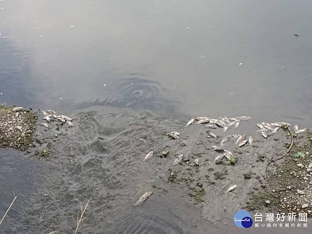 乾溪河床死魚。林重鎣