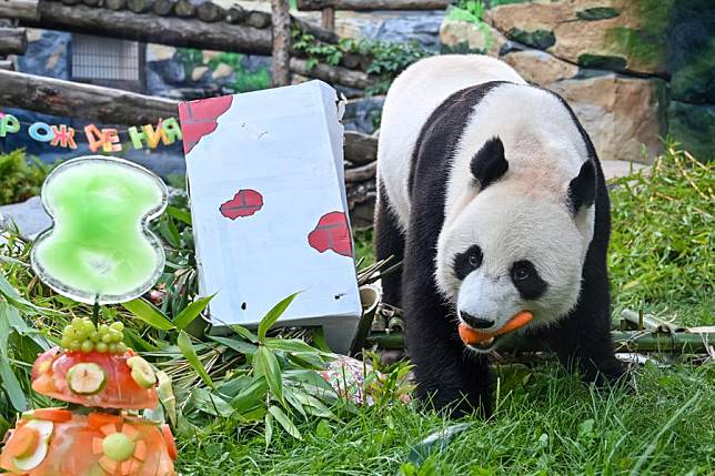 Giant panda Ru Yi enjoys a birthday treat during its birthday celebration at the Moscow Zoo in Moscow, capital of Russia, July 31, 2024. (Xinhua/Cao Yang)