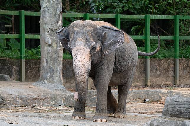 亞洲象友愷。圖：動物園提供