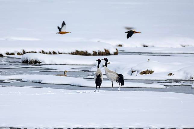 This photo taken on April 7, 2024 shows the migrating black-necked cranes at the A Rag Wetland in Damxung County of Lhasa, southwest China's Xizang Autonomous Region. (Xinhua/Jiang Fan)