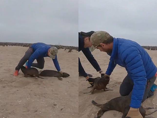小海獅被魚鉤刺傷男子急救援　一旁同伴猛衝撞：不准傷害牠！