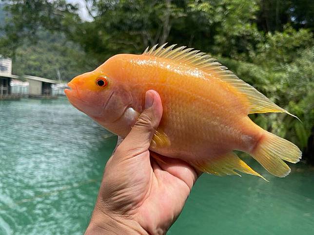日月潭紅魔鬼常見約4兩大，能捕捉到八兩重(如圖)的半斤個體就算不小的了。(「日月潭一等高」提供)