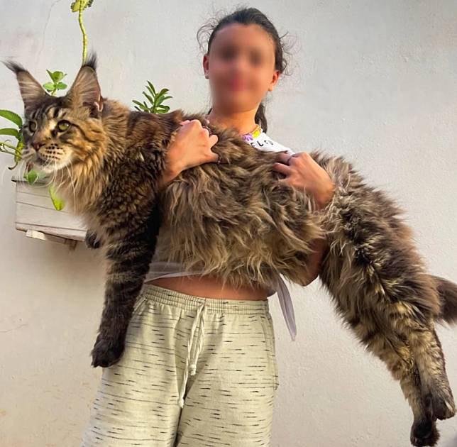 巴西一隻緬因貓，身長達130公分。（翻攝自太陽報）