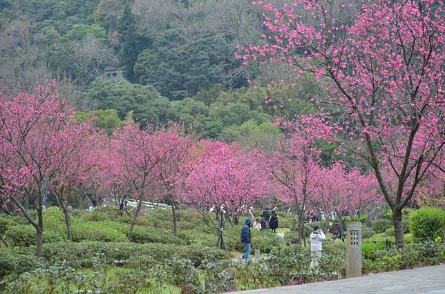 陽明公園櫻花溪流區。（台北市公園處提供）