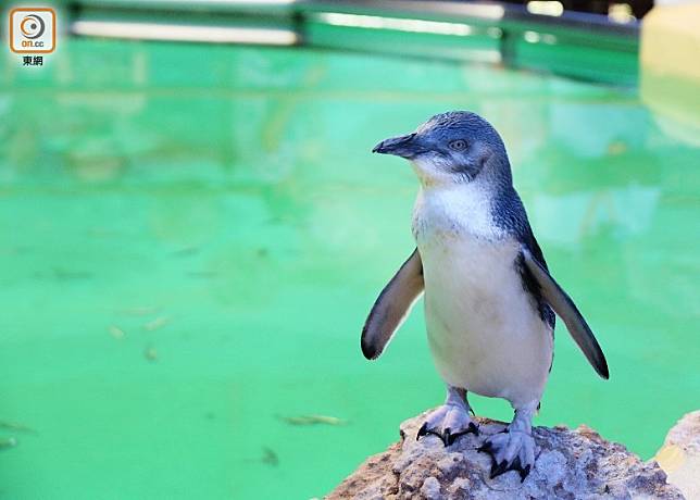 在西澳珀斯以南的企鵝島，可以一睹世界最小的小藍企鵝。（歐惠鐮攝）