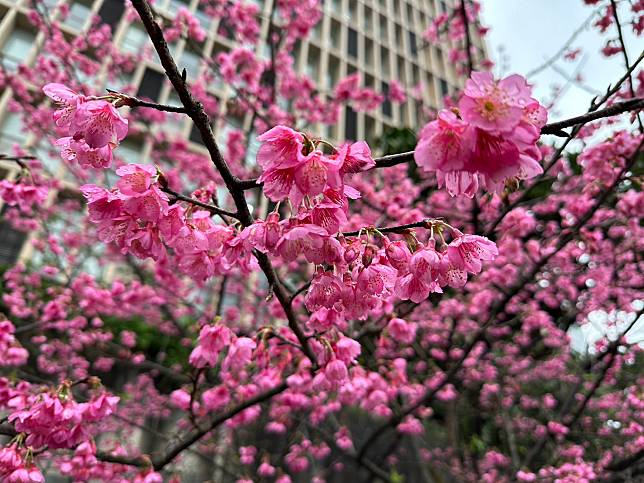 天降粉紅花雨美景。   圖：新北市景觀處提供