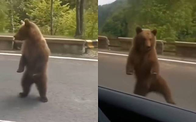 工讀生快出來哦！　大熊跟車跳舞驚呆全網