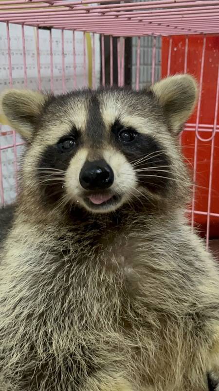 桃園市動物保護處日前從八德區帶回一隻走失的北美浣熊，已公告認領，若6日後再無飼主出面認領，將依法選擇適當的方式處置，目前預計會持續飼養至12月，再以特殊寵物方式辦理指定認養。中央社記者葉臻攝113年11月5日