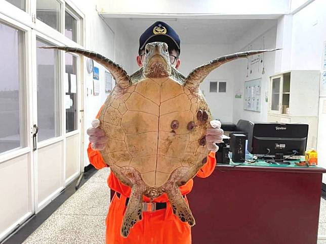 寒潮期間 澎湖岸巡已搶救5活體海龜