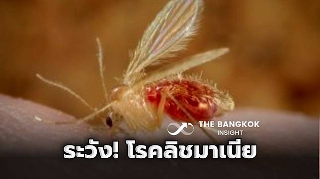 เฝ้าระวัง! ‘โรคลิชมาเนีย’ จากยุงและแมลงริ้นฝอยทราย เสียชีวิตแล้ว 2 ราย