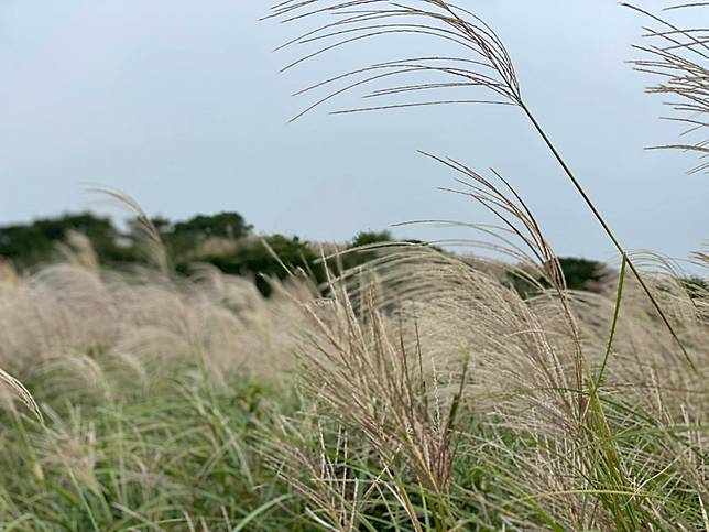 圖片提供/Wenhsin Wang