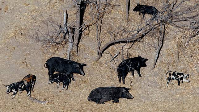 2019年在美國德州出沒的野生化豬群。美聯社