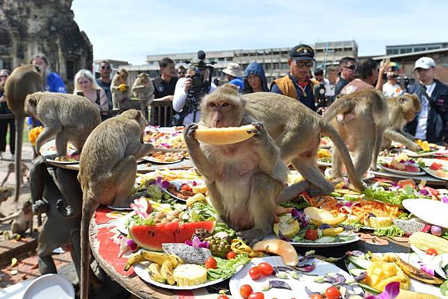 Monkeys eat fruits and vegetables during the feast of the 36th Monkey Party at the Pra Prang Sam Yot temple in the Lopburi city of Lopburi province, Thailand, Nov. 24, 2024. (Xinhua/Rachen Sageamsak)