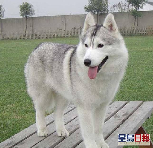 西伯利亞雪橇犬。網上圖片