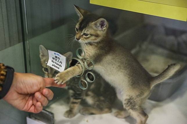 A kitten at the Society for the Prevention of Cruelty to Animals (SPCA) Headquarters in Wan Chai. Photo: K. Y. Cheng