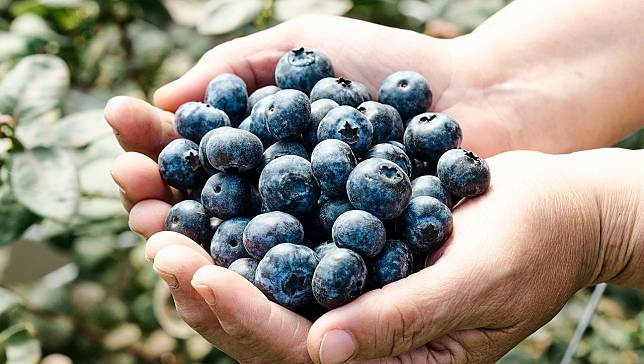 國產藍莓打出一片天，山丘藍30公頃居冠，小農藍莓也大受歡迎，學者：仍有入場空間