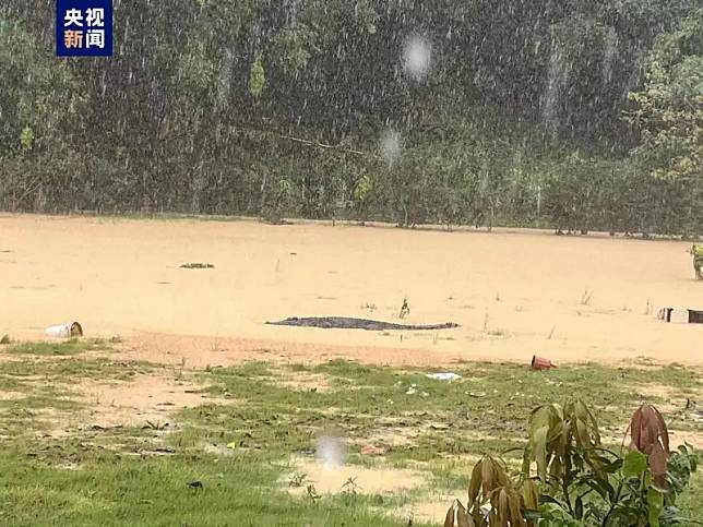 ▲中國廣東一帶連日暴雨，一處養殖場的圍欄被沖垮，4條鱷魚趁隙出逃，讓當局緊急呼籲附近民眾不要外出。目前已經抓回3條，暫未傳出有人員受傷消息。（圖／翻攝央視）