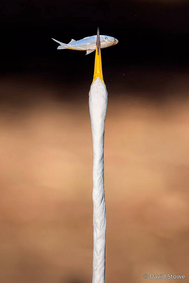 Spearfishing by David Stowe ／ AGNPOTY