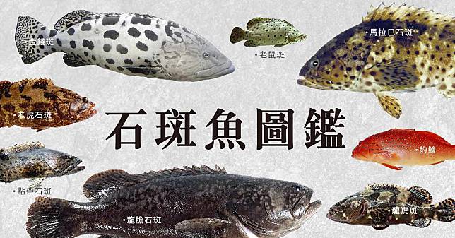 石斑圖鑑》厚唇性感又凶猛，肉食控連鯊魚也吃，價高背後有秘密，「珍珠石斑」亂認親？