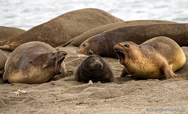 Rock and a Hard Place by Rachelle Mackintosh ／ AGNPOTY
