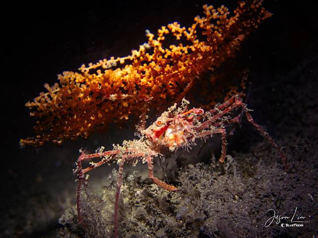 林晉賢拍攝的深海蜘蛛蟹，獲珍稀生物紀錄獎優選。(海枓館提供)
