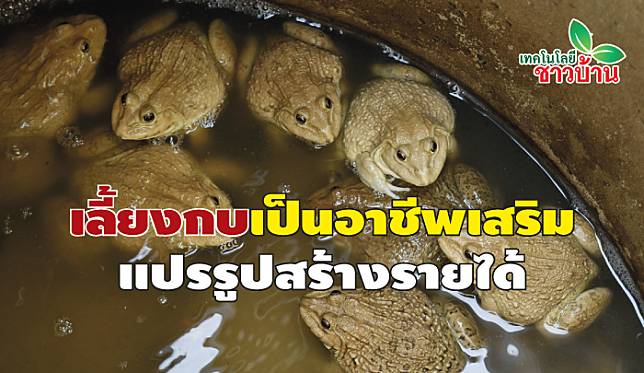 กบ 7มีค