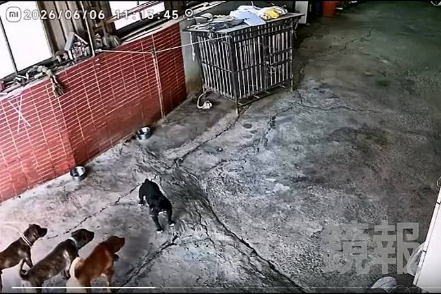 黑色家犬因拴鍊綁住，面臨三隻大型犬的兇猛圍攻，現場毫無逃避的機會。畫面授權threads _p.o.q