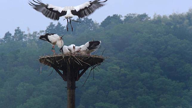 日本豐岡市耗費30多年復育東方白鸛，如今鳥群在田間穿梭，鳥巢就造在學校的高柱旁。（公視提供）