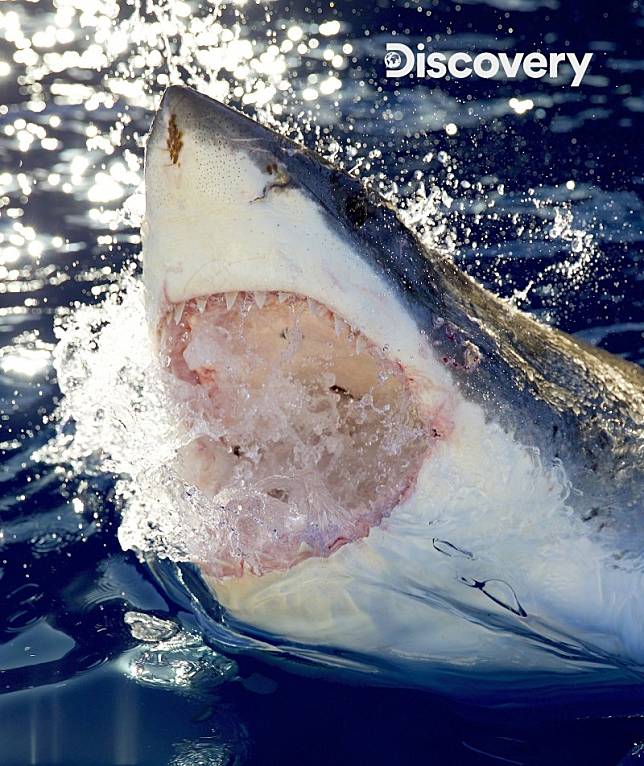 Discovery頻道歷史最悠久的節目《鯊魚週》，今年依舊充滿驚喜。(Discovery提供)