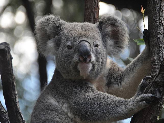 澳洲無尾熊剩不到8萬隻　州議會：新威爾斯無尾熊30年內恐絕種