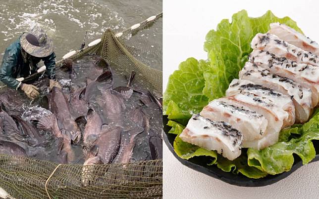 揪吃石斑魚挺漁業　電商主打漁產專區　飯店端出石斑饗宴